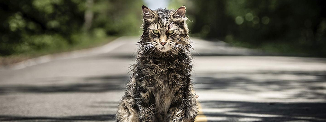 Church, le chat du film Simetierre (2019)